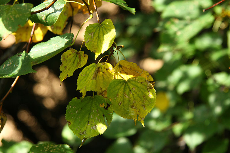 Fall leaves