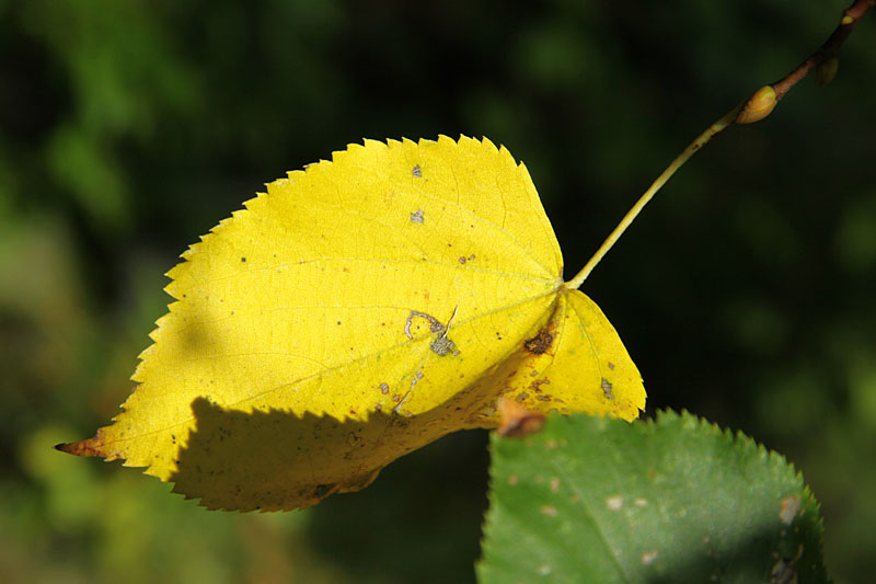Fall leaf