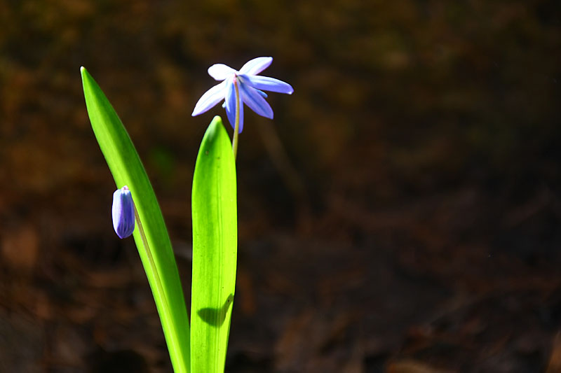 Siberian Squill - a.k.a. Scilla Siberica