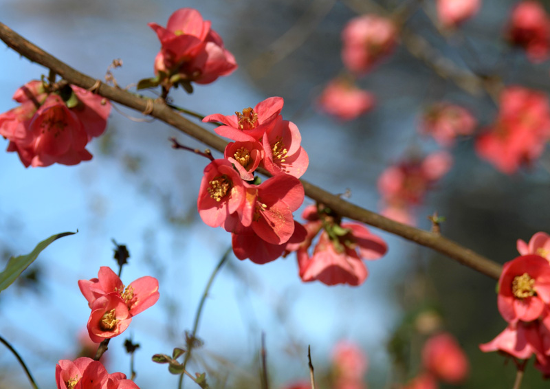 Quince II