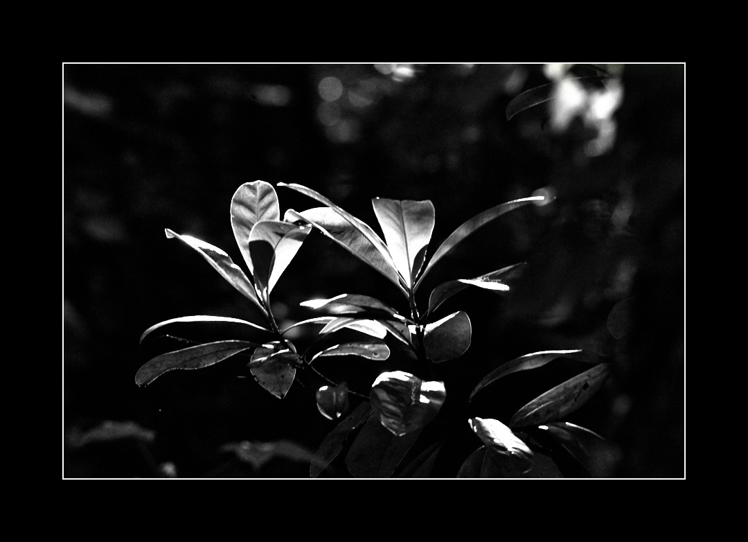 dancing in the morning sun