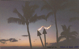 Hula, Maui  Antonio DE MORAIS  2000.jpg