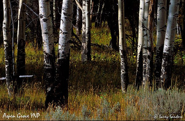 Aspen-Grove-YNP_1.jpg