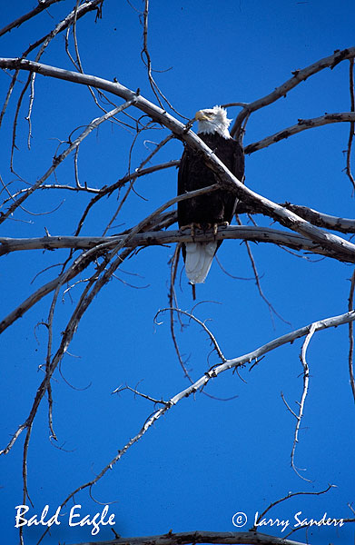 Bald-Eagle-Madison-River_1.jpg