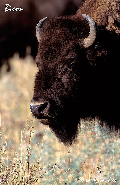 Bison_1.jpg