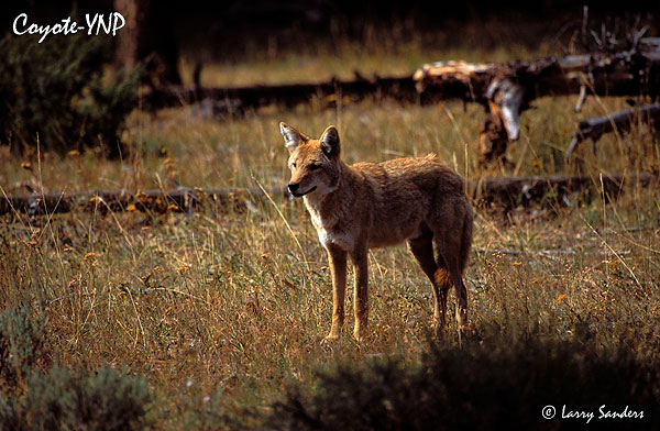 Coyote_1.jpg
