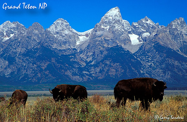 Grand-Teton-Bison_1.jpg