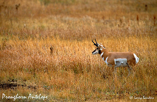 Pronghorn-Lamar-V_1.jpg