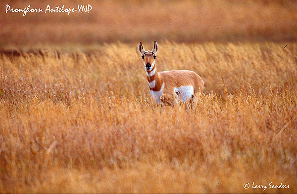 Pronghorn2_1.jpg