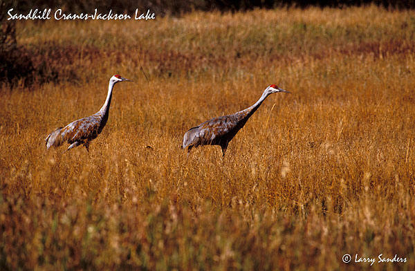 Sandhill-Cranes-Jackson-Lak_1.jpg