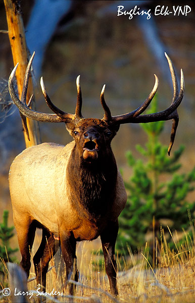 YNP-Bugling-Elk_1.jpg