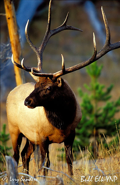 YNP-Bull-Elk2_1.jpg