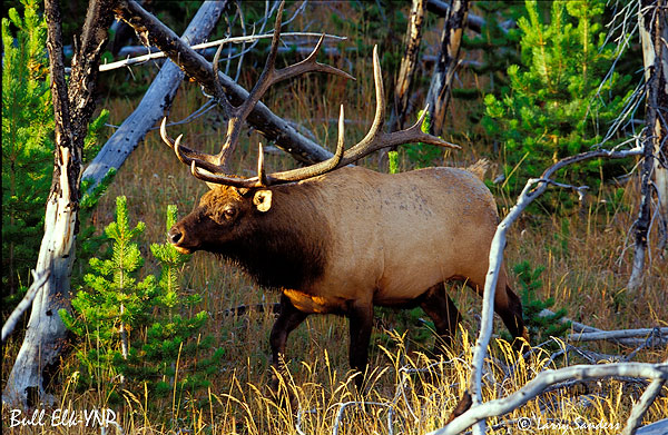 YNP-Bull-Elk3_1.jpg
