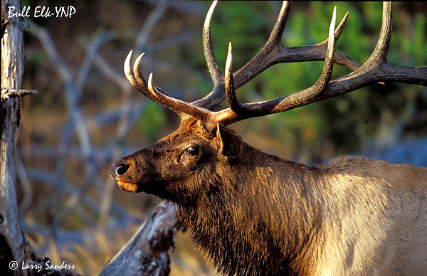 YNP-Bull-Elk4_1.jpg