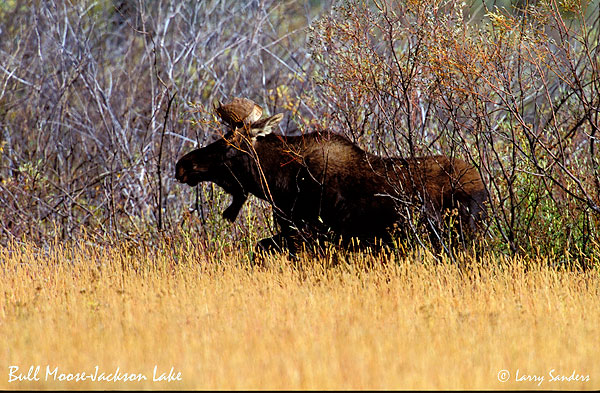 YNP-Bull-Moose2_1.jpg