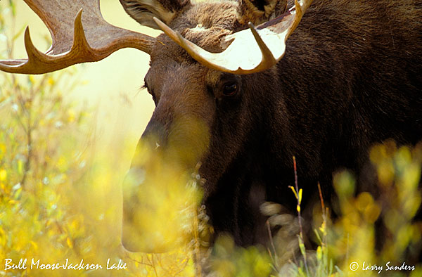 YNP-Bull-Moose_1.jpg
