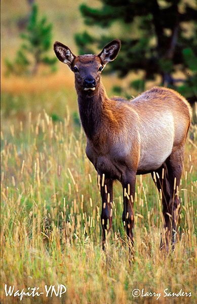YNP-Elk6_1.jpg