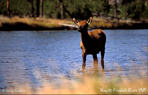 YNP-Elk7_1.jpg