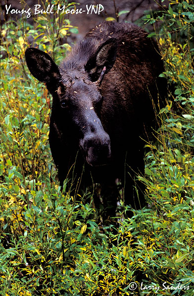 yellowstone__grand_teton_np