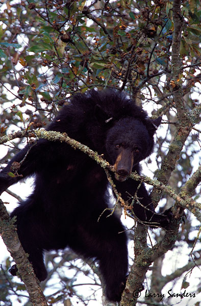Black-Bear-2.jpg