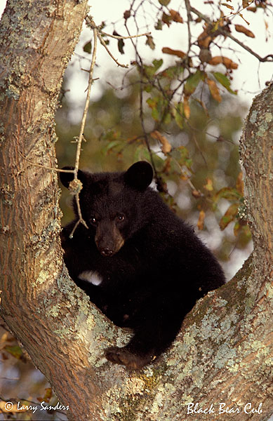 Black-Bear-Cub.jpg
