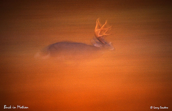 Buck-in-Motion.jpg