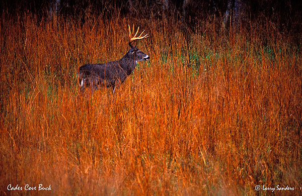 Cades-Cove-Buck.jpg