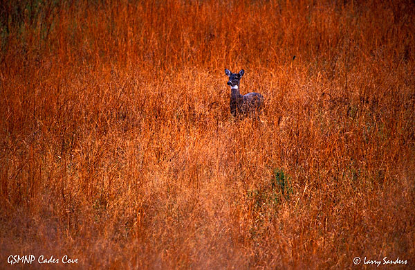 Cades-Cove-Deer-2.jpg