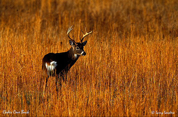 Cades-Cove-Deer-3.jpg