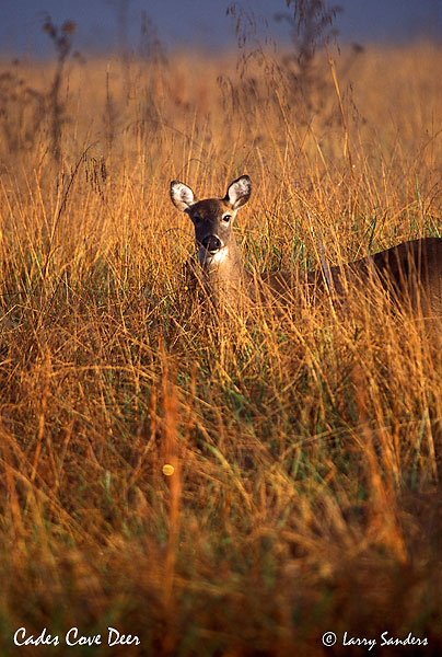 Cades-Cove-Deer.jpg