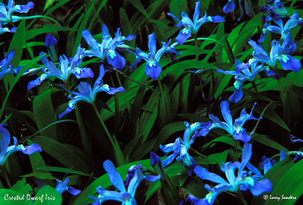 Crested-Dwarf-Iris-2.jpg