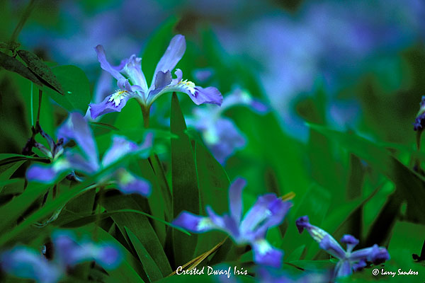 Crested-Dwarf-Iris.jpg