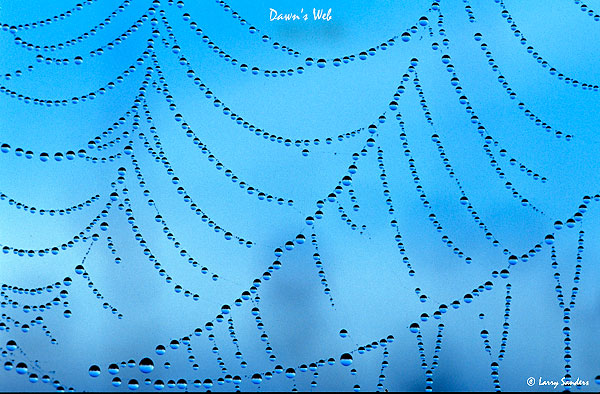 Dawn's-Web.jpg