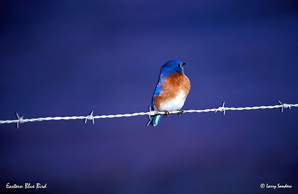 Eastern-Blue-Bird.jpg