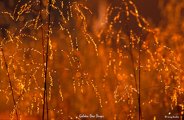 Golden-Dew-Abstract.jpg