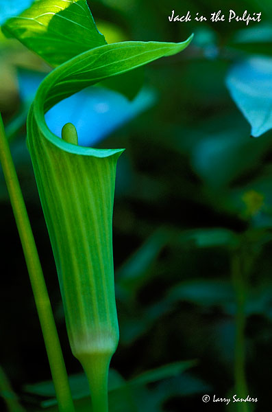 Jack-in-the-Pulpit.jpg
