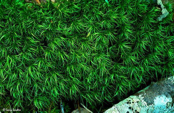 Nature's-abstract.jpg