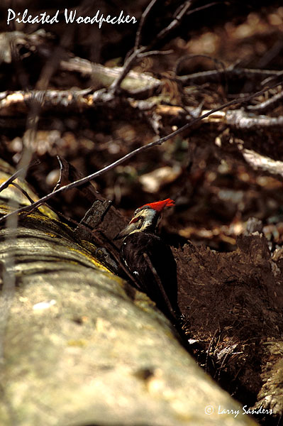 Pileated Woodpecker.jpg