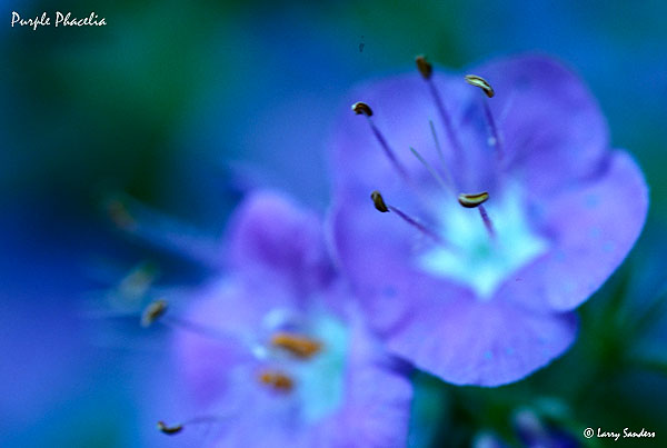 Purple-Phacelia.jpg