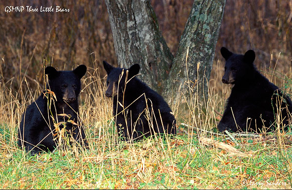 Three-Little-Bears.jpg
