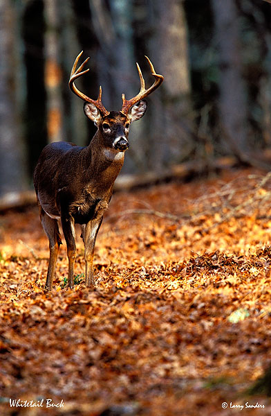 Whitetail-Buck.jpg