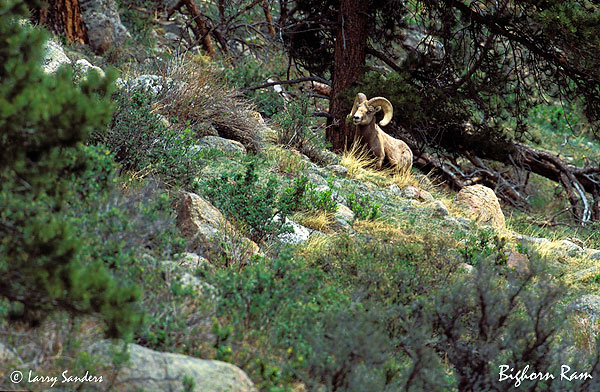 Bighorn-Ram-2.jpg