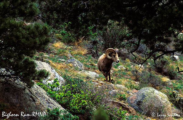 Bighorn-Ram-3.jpg