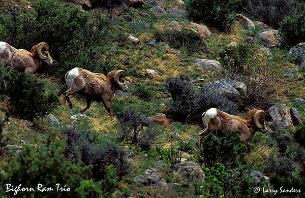Bighorn-Ram-Trio.jpg