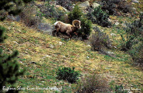 Bighorn-Sheep-Horseshoe-Par.jpg