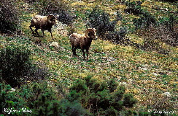 Bighorn-Sheep-Ram.jpg