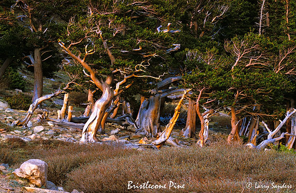 Bristlecone-Pine.jpg