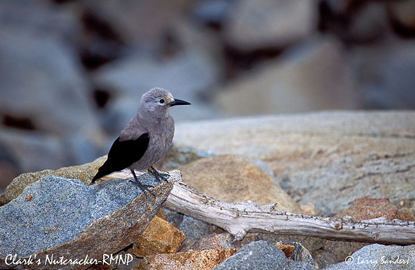 Clark's-Nutcracker.jpg
