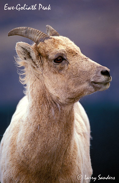 Ewe-Goliath-Peak.jpg