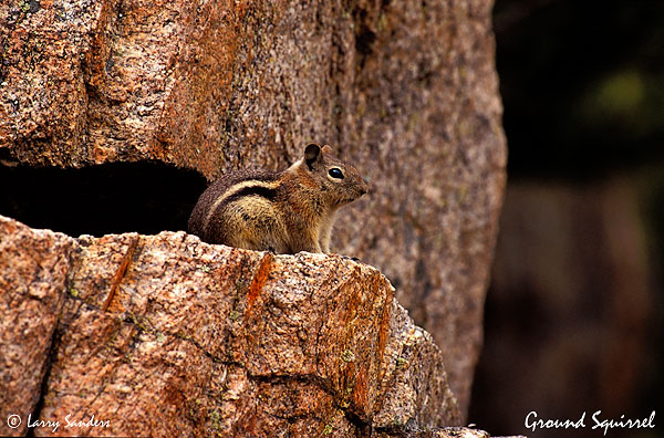 Ground-squirrel.jpg